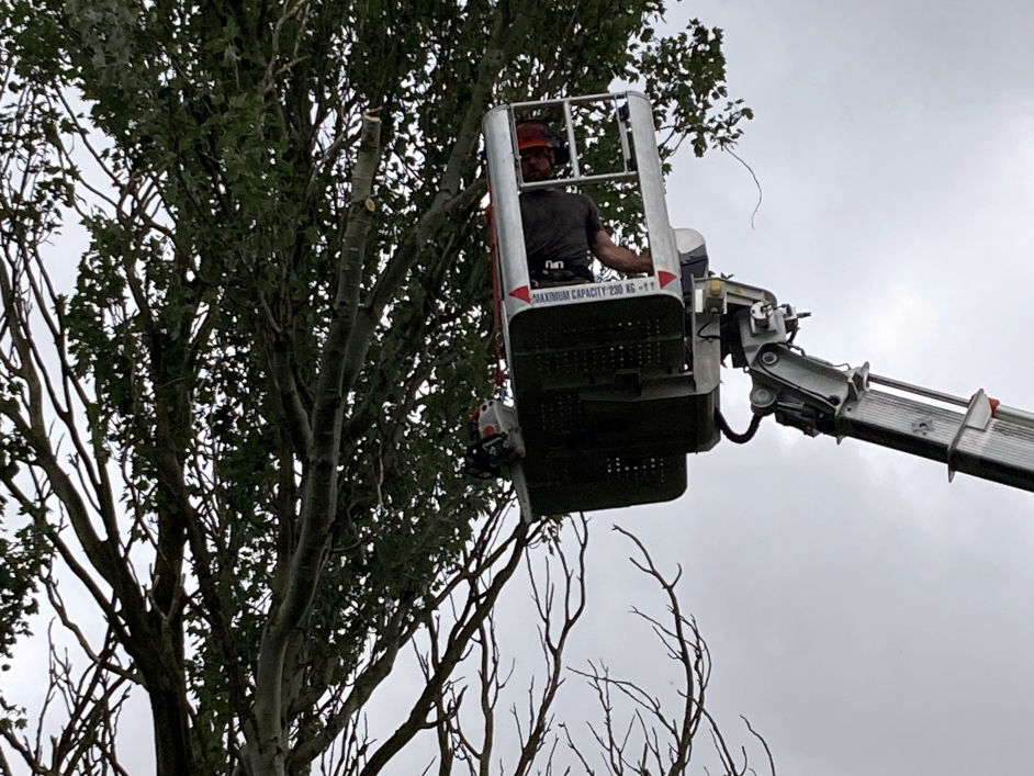 Cherry Picker accessing a tree